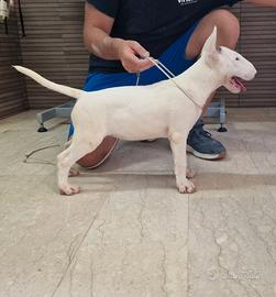 Disponibili Cuccioli di bull terrier