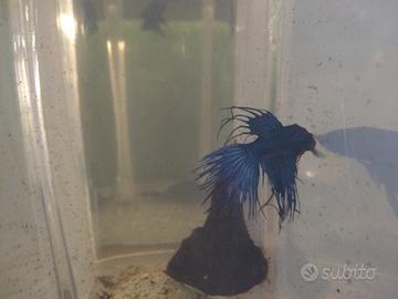 Betta splendens crowntail