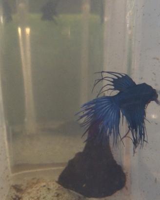 Betta splendens crowntail