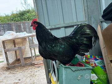 Gallo di australorp