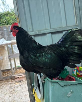 Gallo di australorp