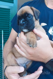Cuccioli di boxer con pedigree