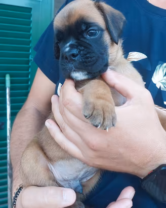 Cuccioli di boxer con pedigree