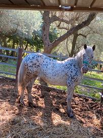 Cavallina
