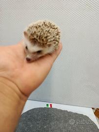 Cuccioli di ricci africani