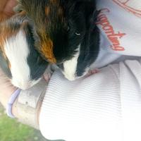 Cavie peruviane porcellino d' india