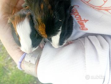 Cavie peruviane porcellino d' india