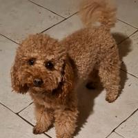 Barboncino red con pedigree Enci e test genetici