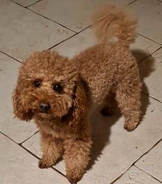 Barboncino red con pedigree Enci e test genetici