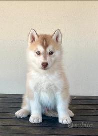 Cuccioli siberian husky