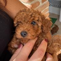 Barboncini disponibili