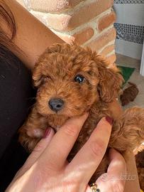 Barboncini disponibili