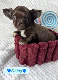 Chihuahua maschio pelo lungo cioccolato