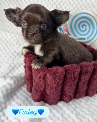 Chihuahua maschio pelo lungo cioccolato