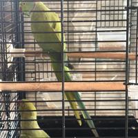 Coppia parrocchetti riproduttiva