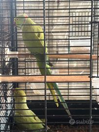 Coppia parrocchetti riproduttiva