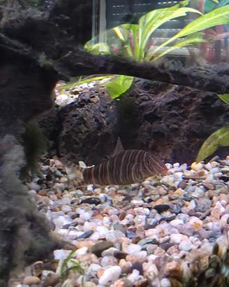 Botia lohachata e striata