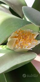 Haemanthus albiflos 