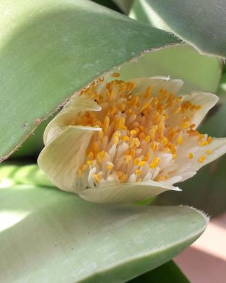 Haemanthus albiflos 