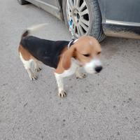 Beagle