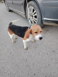 Beagle