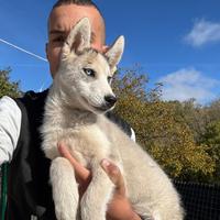 Siberian Husky che possiedono pedigree