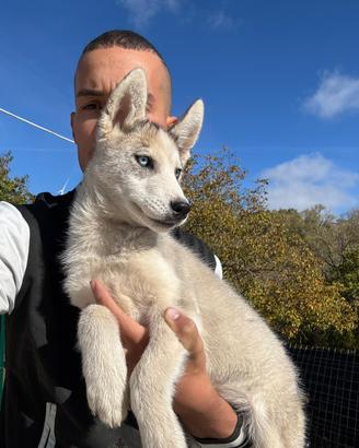 Siberian Husky che possiedono pedigree