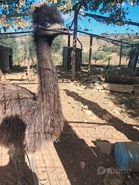 Coppia di emu sessata