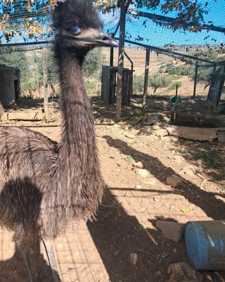 Coppia di emu sessata