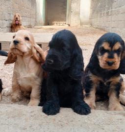 Cocker spaniel inglese pedigree nero focato