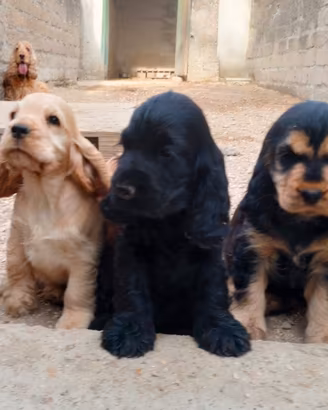 Cocker spaniel inglese pedigree nero focato