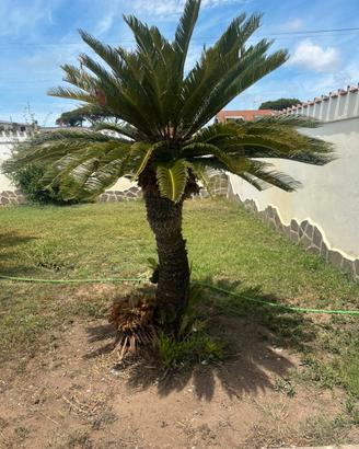 Piante CICAS