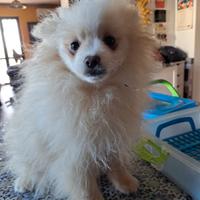 Cuccioli di Pomerania