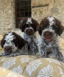Cuccioli Lagotto Romagnolo Langhe