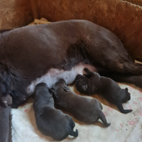 Labrador choccolate cuccioli