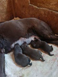 Labrador choccolate cuccioli