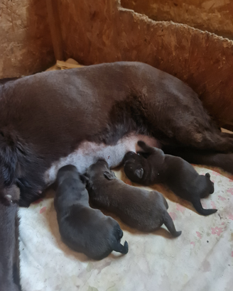 Labrador choccolate cuccioli