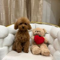 Barboncino red maschio mini toy 5 mesi