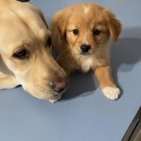 Cucciolo femmina due mesi