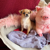 Chihuahua maschietto