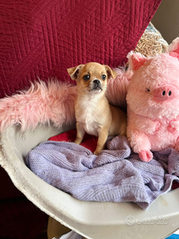 Chihuahua maschietto