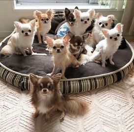 Chihuahua