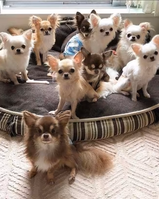 Chihuahua