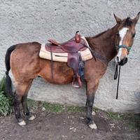 Castrone QUARTER anni 12