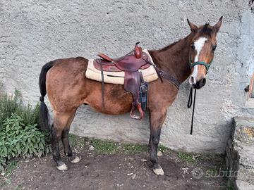 Castrone QUARTER anni 12