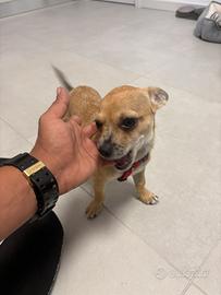 Cucciolo di Chihuahua