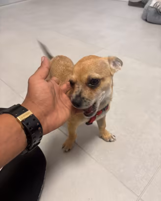 Cucciolo di Chihuahua