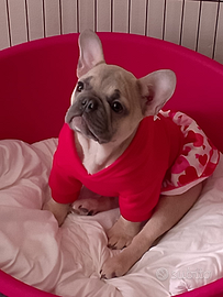 Bulldog francese