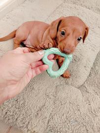 Cucciolo femmina bassotto Kaninchen