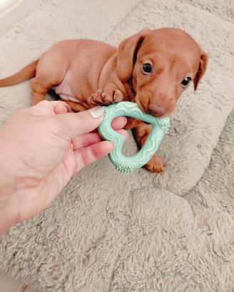 Cucciolo femmina bassotto Kaninchen